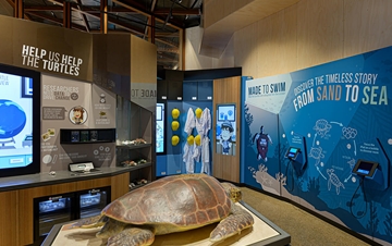 Interactive exhibit at the Mon Repos Turtle Centre
